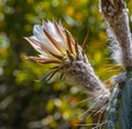 Flowering Echinopsis scopulicola tall cactus; white flower with magenta fringe Royalty Free Stock Photo