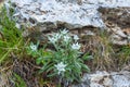 Flowering Edelweiss flowers in the alps