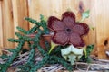 Flowering edithcolea grandis Royalty Free Stock Photo