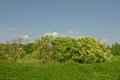 Flowering Elder shrubs in a meadow on a sunny day with clear blue sky Royalty Free Stock Photo