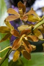Flowering elegant grammatophyllum native to the Philippines