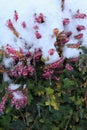 Flowering Erica carnea