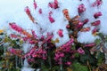 Flowering Erica carnea