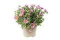 Flowering erigeron plant