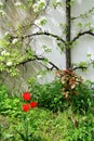 Flowering espalier apple tree on white wall