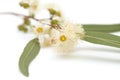 Flowering Eucalyptus camaldulensis Royalty Free Stock Photo