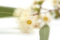 Flowering Eucalyptus camaldulensis Royalty Free Stock Photo