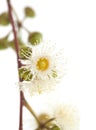 Flowering Eucalyptus camaldulensis Royalty Free Stock Photo