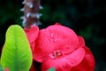 Flowering Euphorbia milii