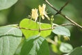 Flowering European fly honeysuckle Lonicera xylosteum plant