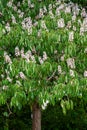 Flowering European horse-chestnut tree creating a natural display, background of green palmate leaves and upright white, pinkish f