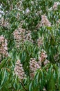 Flowering European horse-chestnut tree creating a natural display, background of green palmate leaves and upright white, pinkish f