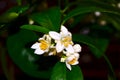 Citrus flowers