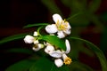 Citrus flowers