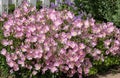 Flowering Evening Primrose flowers by a white fence on a sunny day Royalty Free Stock Photo