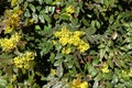 Flowering shrub of Mahonia aquifolium in spring