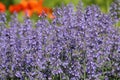 Flowering Faassen`s blue catmint Nepeta faassenii plants in garden