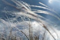 Flowering feather-grass