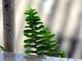 The flowering of the fern Royalty Free Stock Photo