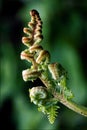 Flowering of a fern torsion