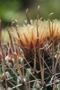 Flowering Ferocactus Wislizeni, Fishhook Barrel Cactus Royalty Free Stock Photo