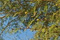 FLOWERING FEVER TREE WITH YELLOW FLUFFY FLOWERS AND THORNS AGAINST BLUE SKY Royalty Free Stock Photo