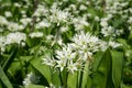 Flowering field Allium ursinum wild garlic, ramsons, buckrams, broad-leaved garlic, wood garlic, bear leek or bear\'s