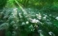 Flowering field Allium ursinum, known as wild garlic, ramsons, buckrams, bear leek or bear\'s
