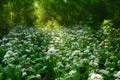 Flowering field Allium ursinum or wild garlic in morning light