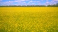 Flowering field