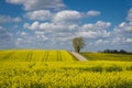 Flowering field of bright yellow rapeseed or colza Royalty Free Stock Photo