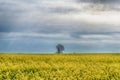 Flowering field of bright yellow rapeseed or colza Royalty Free Stock Photo