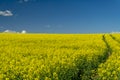 Flowering field of bright yellow rapeseed or colza Royalty Free Stock Photo