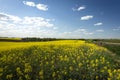 Flowering field of bright yellow rapeseed or colza Royalty Free Stock Photo