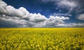 Flowering field of colza outdoors in spring