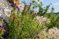 Flowering field cow-wheat. Melampyrum arvense . beautiful wildflowers at sunset in June