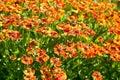 Flowering field of gaillardia flower Royalty Free Stock Photo