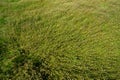 Flowering field grass Capsella bursa pastoris, top view