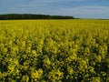 Flowering field of oil seed rape Royalty Free Stock Photo