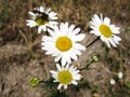 Flowering field plant chamomile flower with white petals Royalty Free Stock Photo