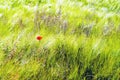 Flowering field poppy