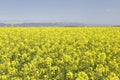 Flowering field of rapeseed canola or colza.