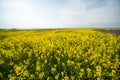 Flowering fields and blue sky in Pomorie, Bulgaria Royalty Free Stock Photo