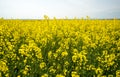 Flowering fields in Pomorie, Bulgaria Royalty Free Stock Photo