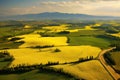 Flowering fields of rapeseed on a sunny day, top view