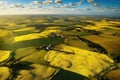 Flowering fields of rapeseed on a sunny day, top view