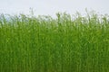 Flowering flax field