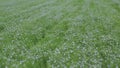 A flowering flax field. Growing flax