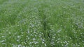 A flowering flax field. Growing flax