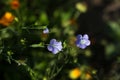 Flowering flax in the garden, growing a useful plant. Delicate small flowers of flax Linum usitatissimum